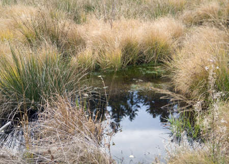 detail of a swamp in Southern Germany at autumn timeの写真素材