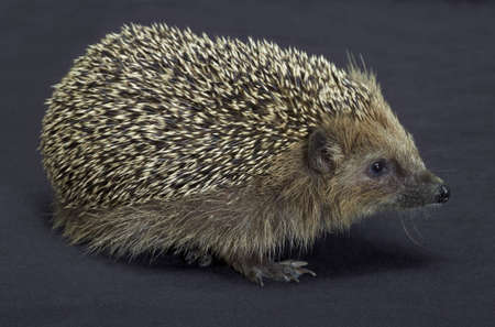 angle shot of a young hedgehog  Studio photography in dark backの写真素材