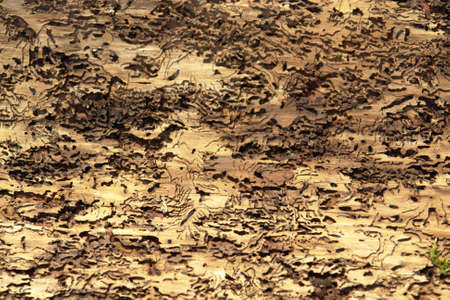 bark and bark beetle traces