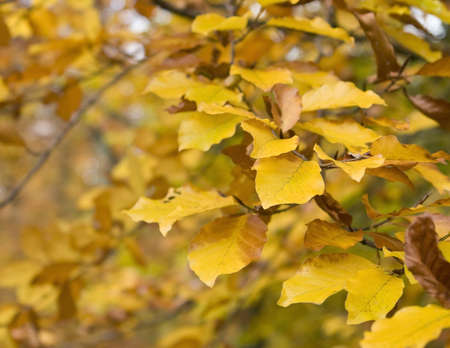 natural brown autumn leaves and twigs in blurry backの写真素材