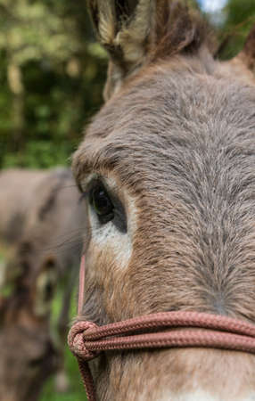 detail shot of brown donkey outdoors  dark eyeの写真素材