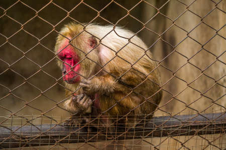 monkey
