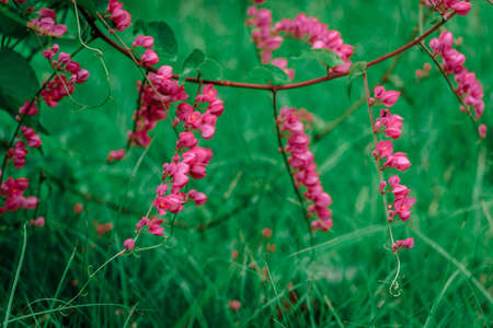 flowerの写真素材