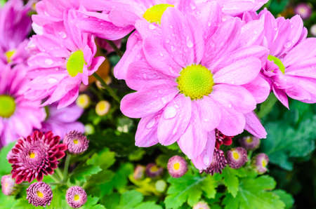 pink flower in gardenの写真素材