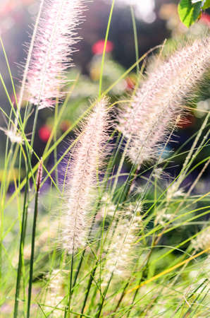 vintage flower grass outdoor