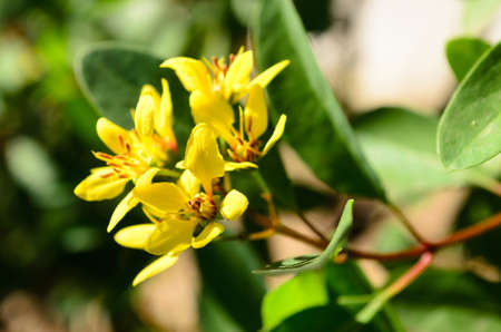 flowerの写真素材