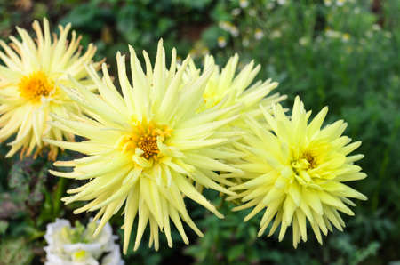 yellow flowerの写真素材