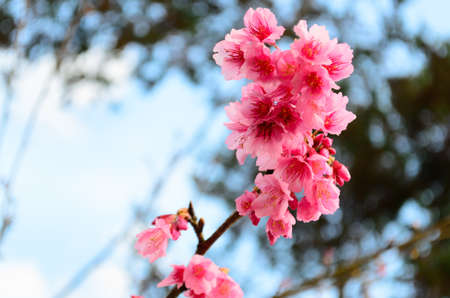 Cherry flowerの写真素材
