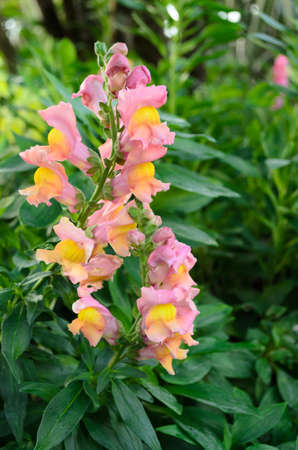 flowerの写真素材