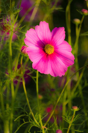 pink cosmosの写真素材