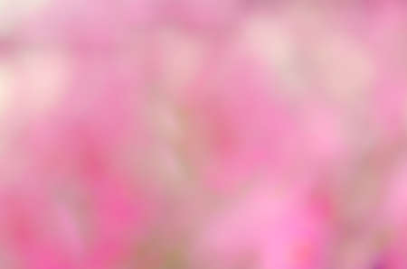 pink bacgroundの写真素材