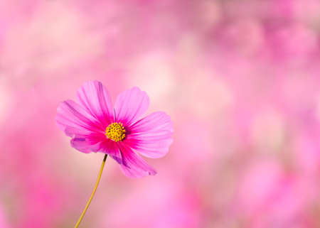 pink cosmos flowerの写真素材