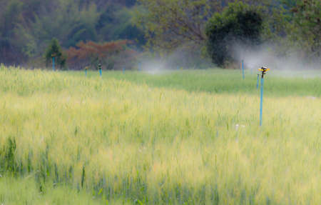 barley farmの写真素材