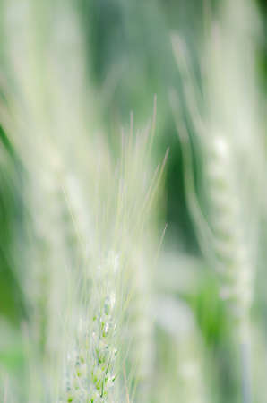 barleyの写真素材