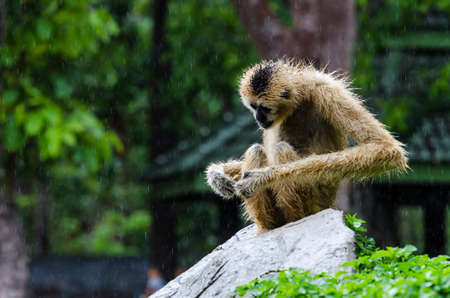 Gibbon walk on rock in natureの写真素材