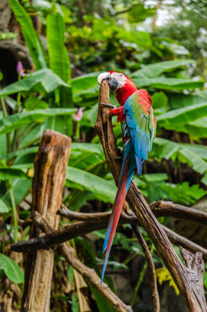 Colorful macaws standing on logの写真素材