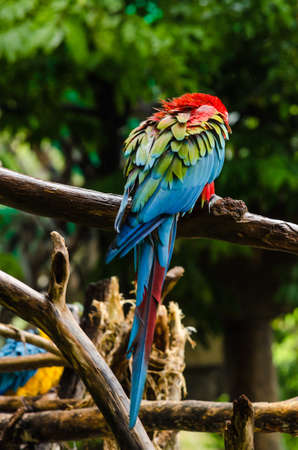 Colorful macaws standing on log