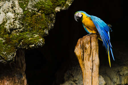 Colorful macaws standing on logの写真素材