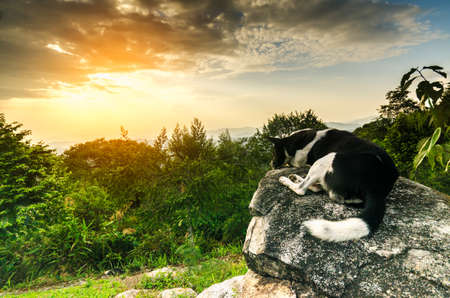 Dog looking at epic view from top mountain,landscapeの写真素材