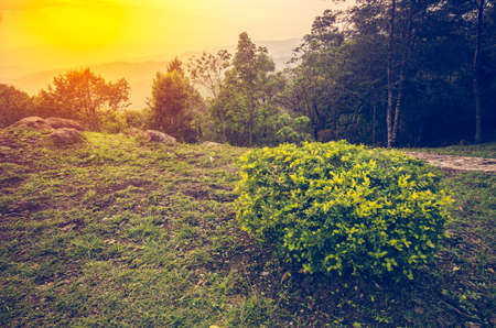 vintage forest background on top view in mountainの写真素材