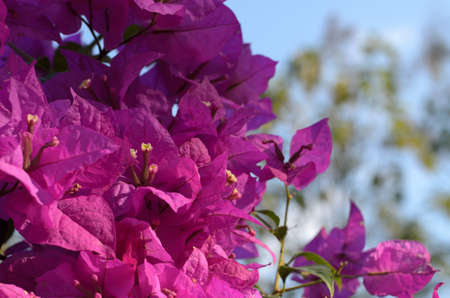 Flower color purple in sun lightの写真素材