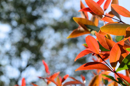leaf and blur backgroundの写真素材