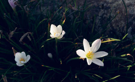 Flower bloom in light of morning sunlight vintage toneの写真素材