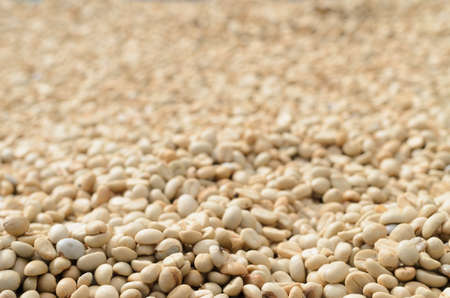 Raw coffee berry after crop from tree,beans dryの写真素材