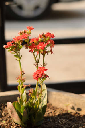cactus flower red color in vaseの写真素材