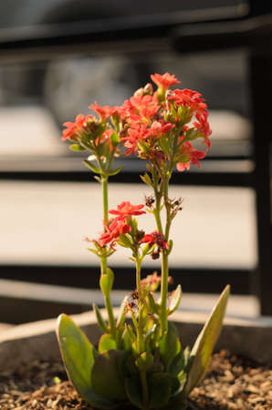 cactus flower red color in vase