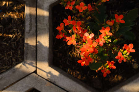 cactus flower colorful in vaseの写真素材
