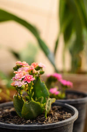 cactus and flower grow in potの写真素材