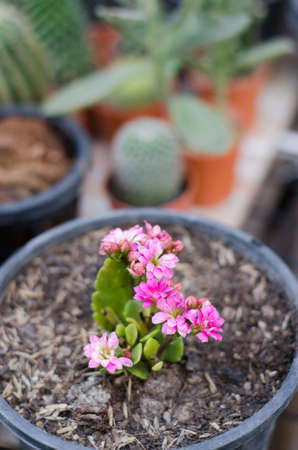 cactus flower colorful in vaseの写真素材