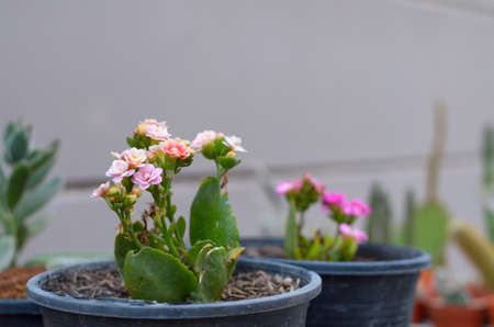 cactus flower colorful in vaseの写真素材