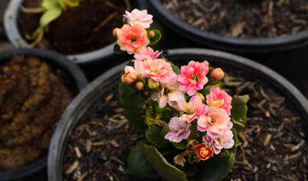 cactus and flower grow in potの写真素材