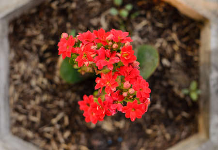 cactus flower red color in vaseの写真素材