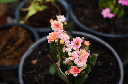 cactus flower colorful in vaseの写真素材
