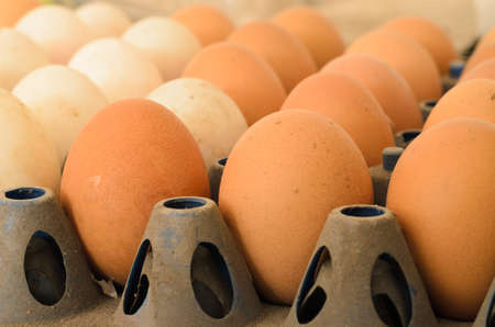 egg of chicken