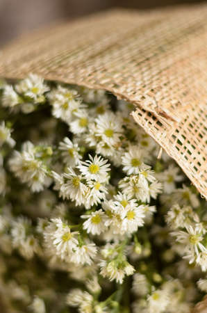 Bouquet of flowersの写真素材
