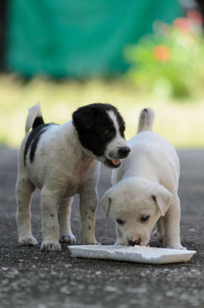 Puppy observeの写真素材