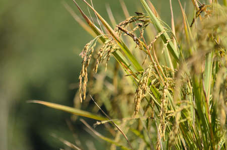 Rice field conversion test  and blur bcakgroundの写真素材