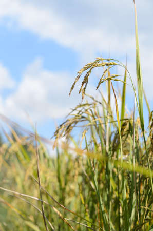 Rice field conversion test  and blur sky bcakgroundの写真素材