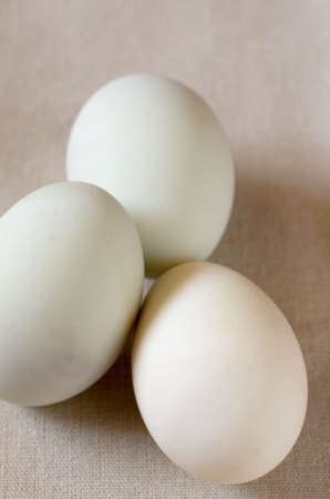 Egg of chicken on fabric,selective focusの写真素材