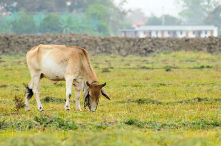 Cow asian eat meadow on fieldの写真素材
