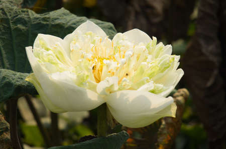 Lotus flower bloom in lakeの写真素材