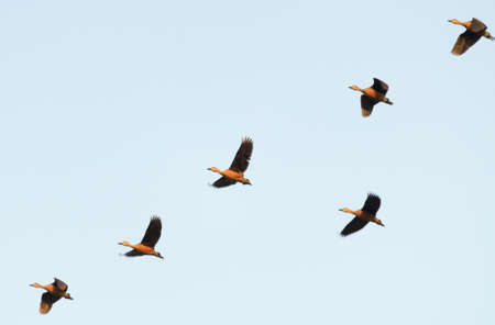 Teal bird flying in asian wildlifeの写真素材