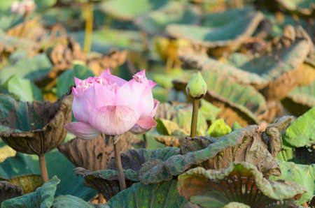 Lotus flower bloom in lakeの写真素材