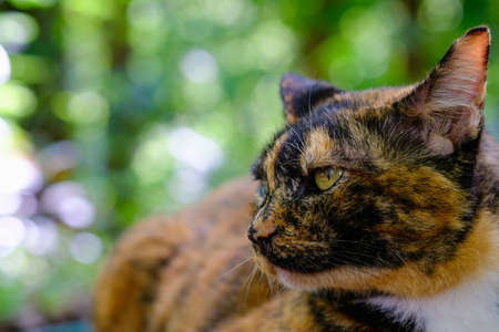 Cat asian face selective focusの写真素材