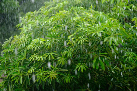 Rain season and treeの写真素材