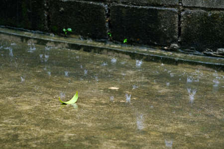 Leaf of tree and rain drop on to the ground,rebound upの写真素材